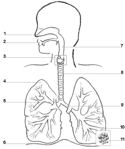 respiratory system outline drawing